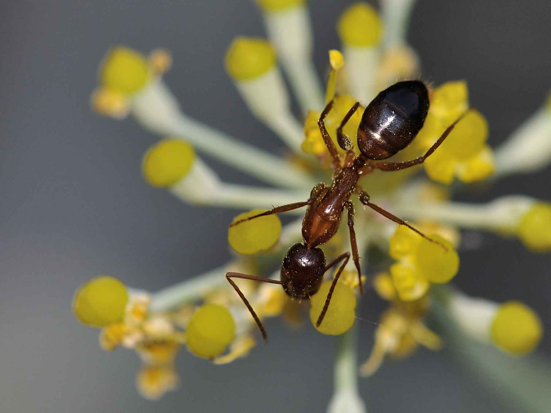 Camponotus nylanderi...